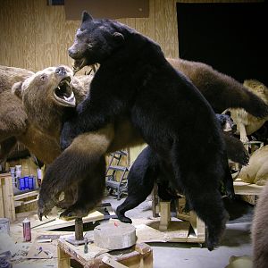 Brown Bear & Black Bear Full Mount Taxidermy