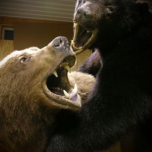 Brown Bear & Black Bear Full Mount Taxidermy