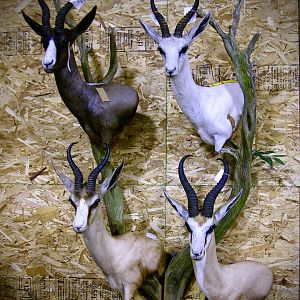 Springbok Slam Pedestal Taxidermy