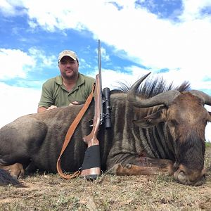 South Africa Blue Wildebeest Hunting