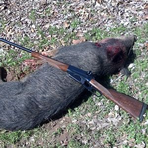 Feral Hog Hunting