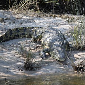 Crocodile on Zambezi river bank