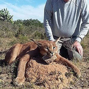 Caracal Hunt South Africa