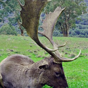 Fallow Deer Hunting