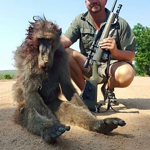 South Africa Baboon Hunt