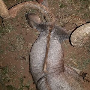 Kudu Hunt in South Africa