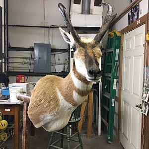 Taxidermy Shoulder Mount Pronghorn