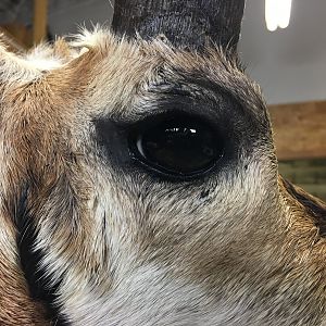 Shoulder Mount Taxidermy Pronghorn