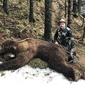 kodiak bear