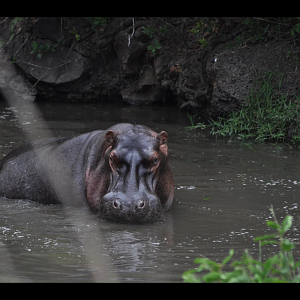 Hippo Kenya