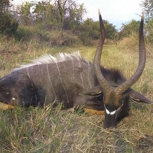 Hunting Nyala South Africa