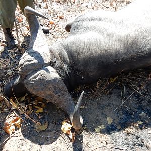 Hunting Buffalo in South Africa