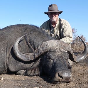 Cape Buffalo South Africa Hunt