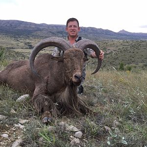 Aoudad Hunt Texas