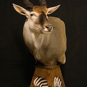 Taxidermy Eland Pedestal