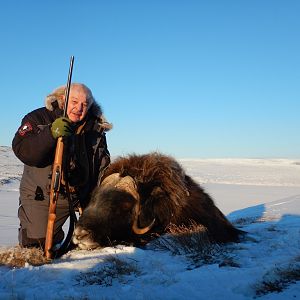 Muskox Hunt