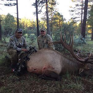 Bow Hunting Elk Arizona