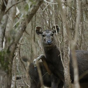 Sambar Victoria Australia