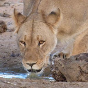 Lion South Africa