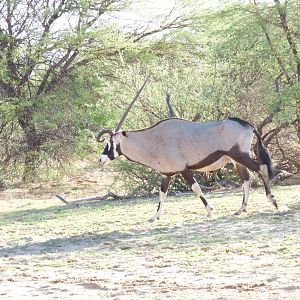 South Africa Gemsbok