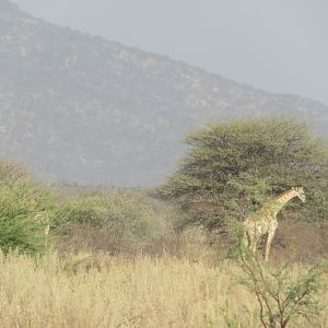 Giraffe