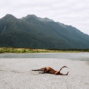 Red Stag Hunting