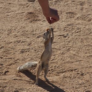 Ground Squirrel