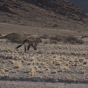 Gemsbok in the Kalahari