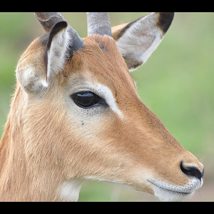 Impala