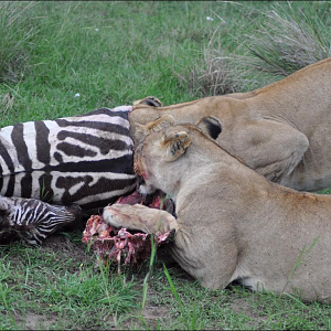 Lion trying on a new zebra sweater ;)