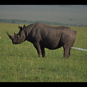 Rhino watering the lawn...