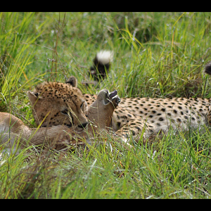 Cheetah killing a young hartebeest