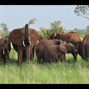 Elephants