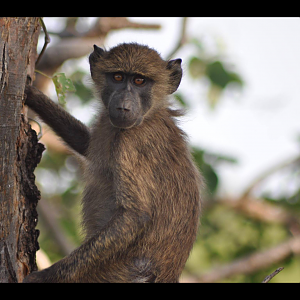 Young baboon