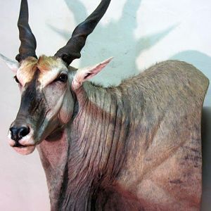 Eland Taxidermy Shoulder Mount