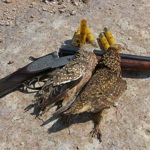 Bird Hunting Namibia Sandgrouse