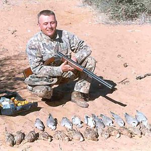 Sandgrouse & Dove Namibia Bird Hunting