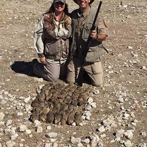 Namibia Sandgrouse Bird Hunting