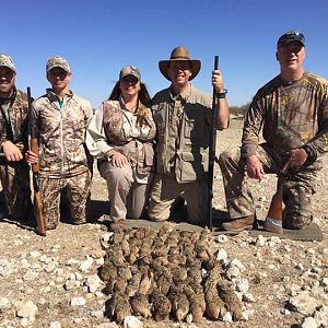 Sandgrouse Wing Shooting Namibia