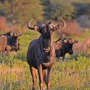 Blue Wildebeest Namibia