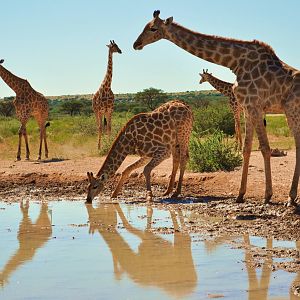 Giraffe Namibia