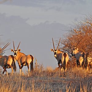 Gemsbok Namibia