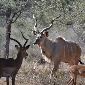 Namibia Kudu