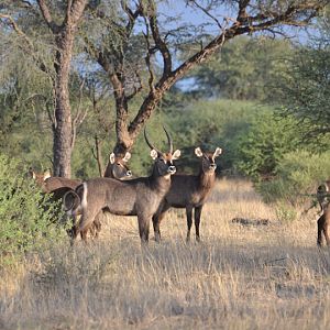 Namibia Waterbuck