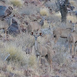 Kudu Females Namibia