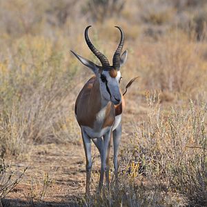 Namibia Springbok