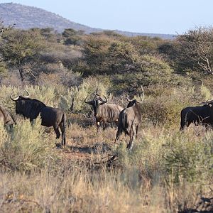 Blue Wildebeest Namibia