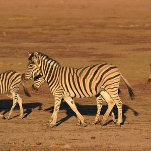 Namibia Burchell's Plain Zebra