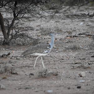 Kori Bustard