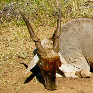 Hunting Eland South Africa